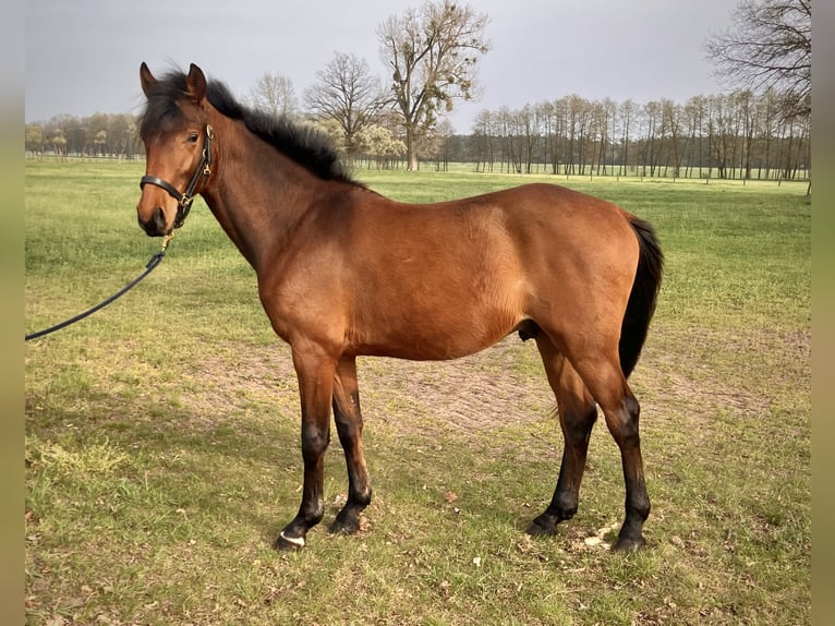 Cheval de sport allemand Hongre 2 Ans 158 cm Bai in Coswig/Anhalt