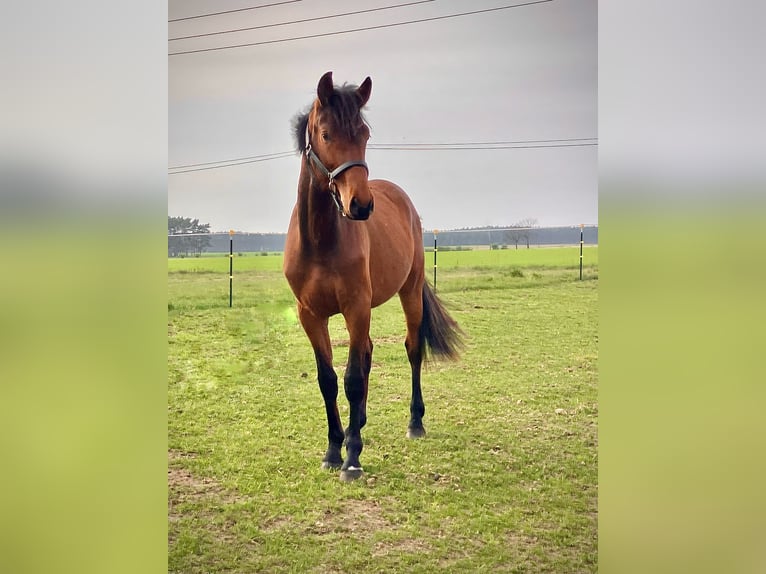 Cheval de sport allemand Hongre 2 Ans 158 cm Bai in Coswig/Anhalt