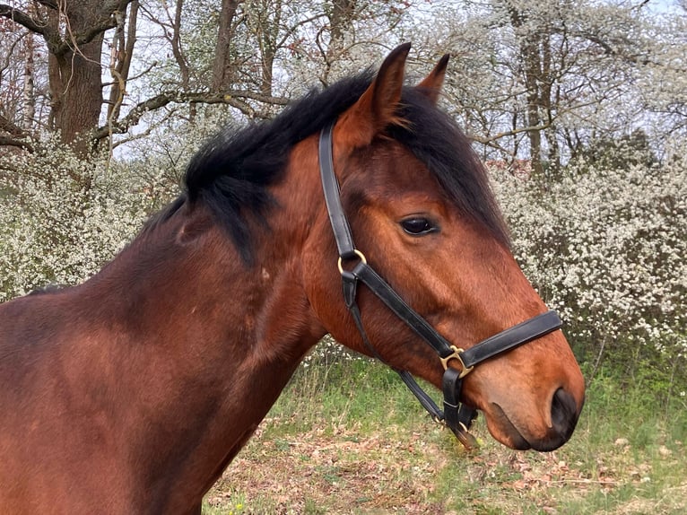 Cheval de sport allemand Hongre 2 Ans 158 cm Bai in Coswig/Anhalt