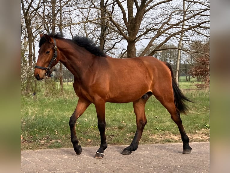 Cheval de sport allemand Hongre 2 Ans 158 cm Bai in Coswig/Anhalt