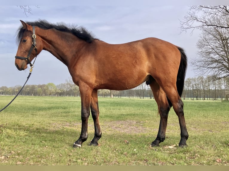 Cheval de sport allemand Hongre 2 Ans 158 cm Bai in Coswig/Anhalt