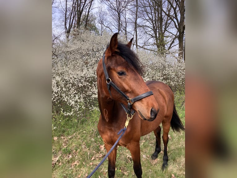 Cheval de sport allemand Hongre 2 Ans 158 cm Bai in Coswig/Anhalt