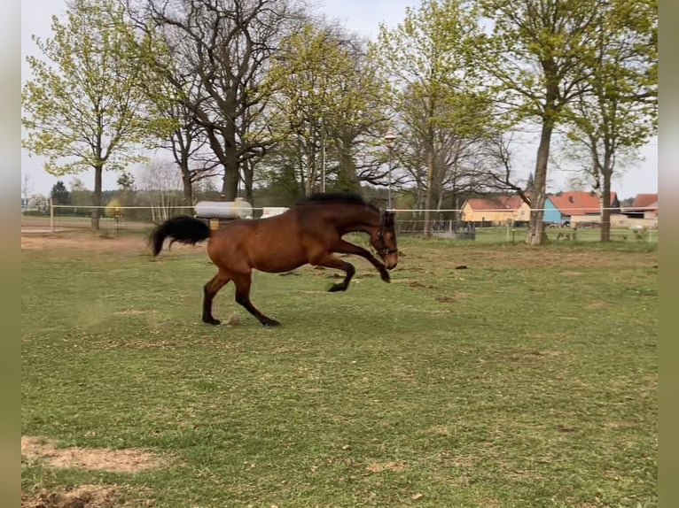 Cheval de sport allemand Hongre 2 Ans 158 cm Bai in Coswig/Anhalt