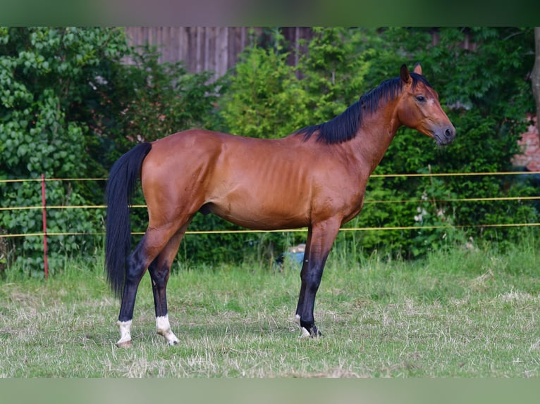 Cheval de sport allemand Hongre 2 Ans 160 cm Bai in Oederan