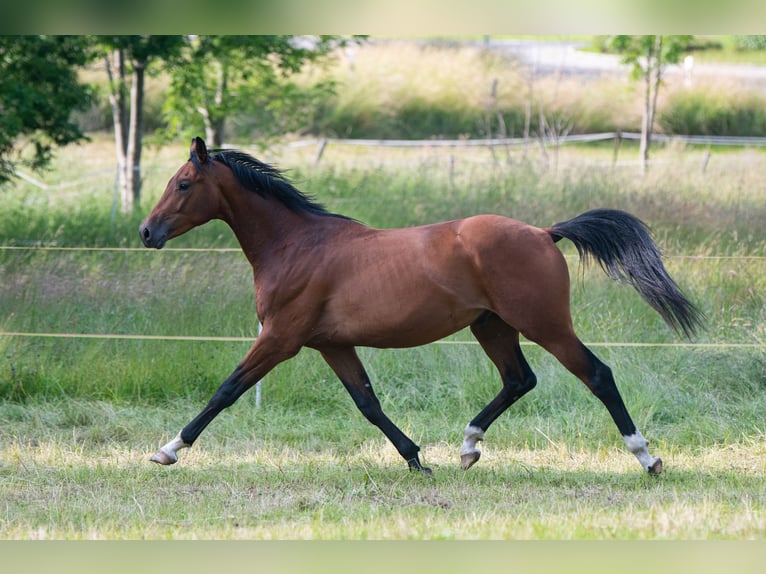 Cheval de sport allemand Hongre 2 Ans 160 cm Bai in Oederan