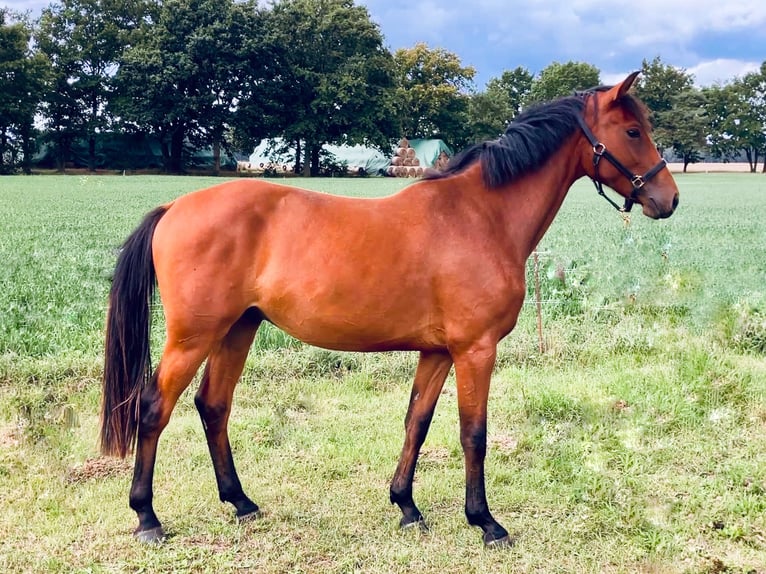 Cheval de sport allemand Hongre 2 Ans 160 cm Bai in Thie&#xDF;en