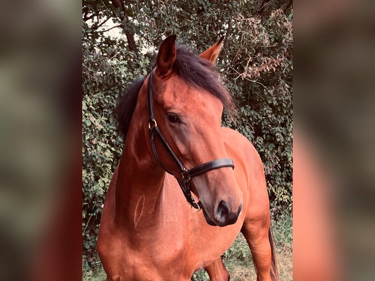 Cheval de sport allemand Hongre 2 Ans 160 cm Bai in Thie&#xDF;en