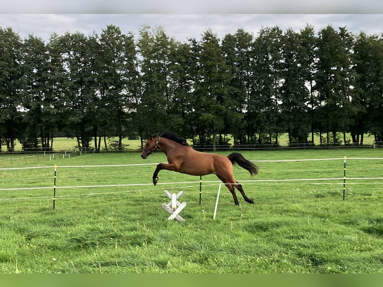 Cheval de sport allemand Hongre 2 Ans 160 cm Bai in Thie&#xDF;en