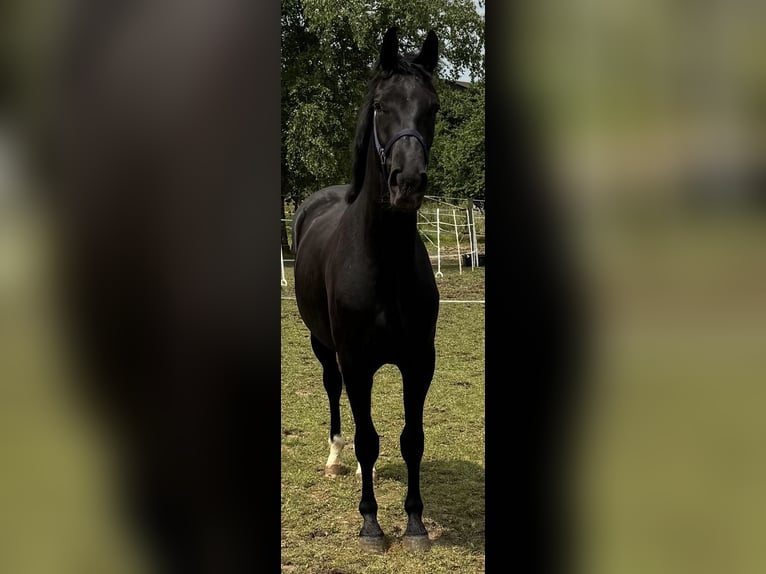 Cheval de sport allemand Hongre 2 Ans 160 cm Noir in Hardheim
