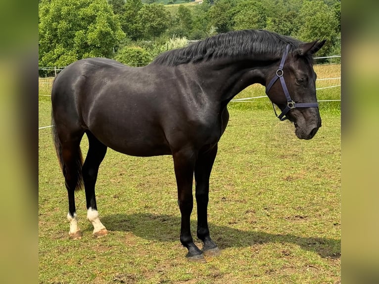 Cheval de sport allemand Hongre 2 Ans 160 cm Noir in Hardheim