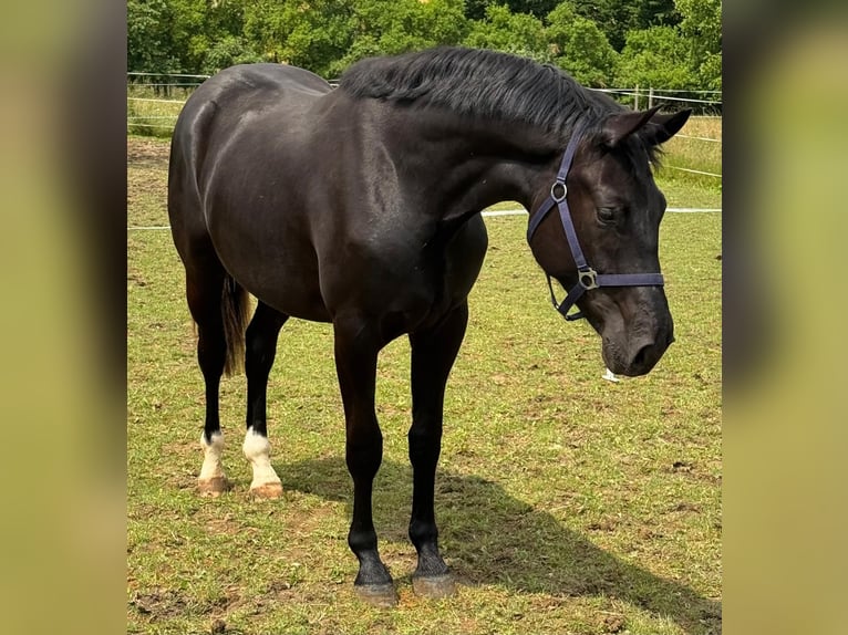 Cheval de sport allemand Hongre 2 Ans 160 cm Noir in Hardheim