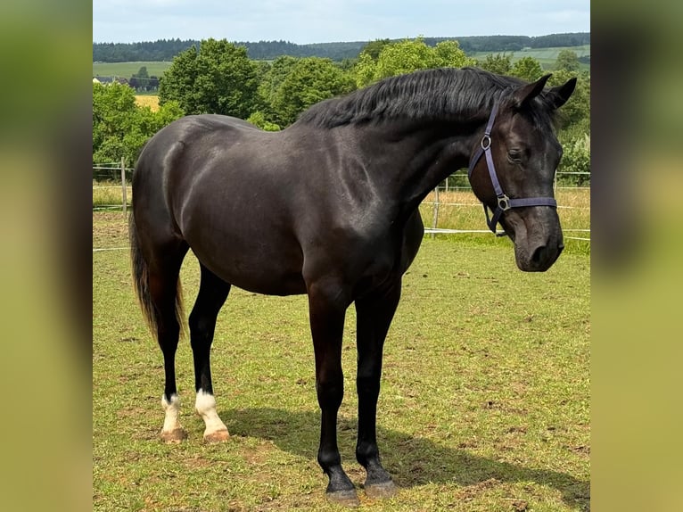 Cheval de sport allemand Hongre 2 Ans 160 cm Noir in Hardheim