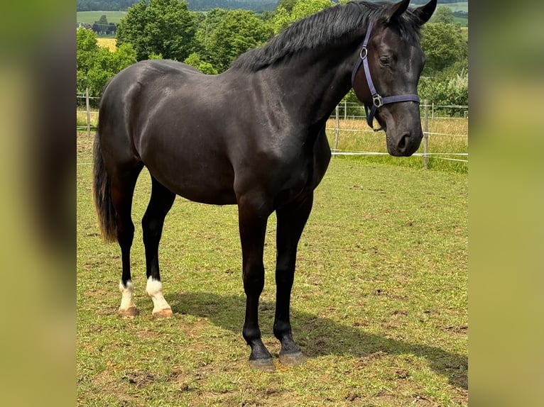 Cheval de sport allemand Hongre 2 Ans 160 cm Noir in Hardheim