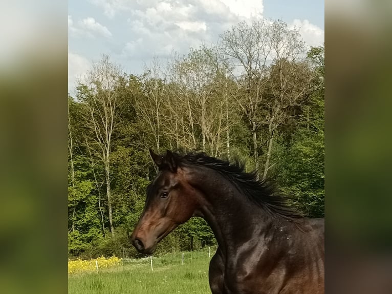 Cheval de sport allemand Hongre 2 Ans 162 cm Bai in Burgen