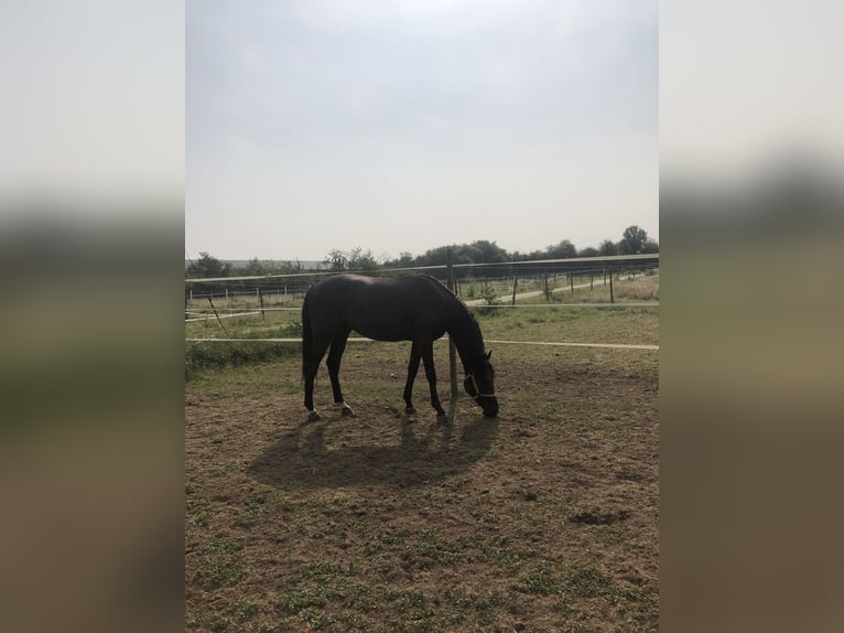 Cheval de sport allemand Hongre 2 Ans 162 cm Noir in Edingen-Neckarhausen