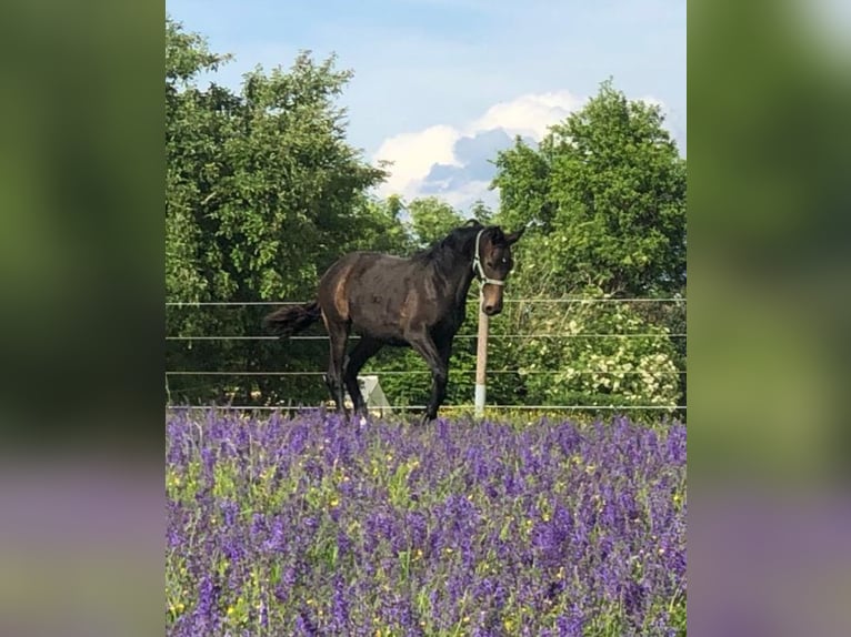 Cheval de sport allemand Hongre 2 Ans 164 cm Bai brun foncé in Deining