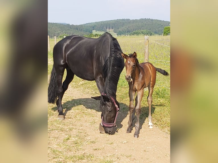 Cheval de sport allemand Hongre 2 Ans 164 cm Bai brun foncé in Deining
