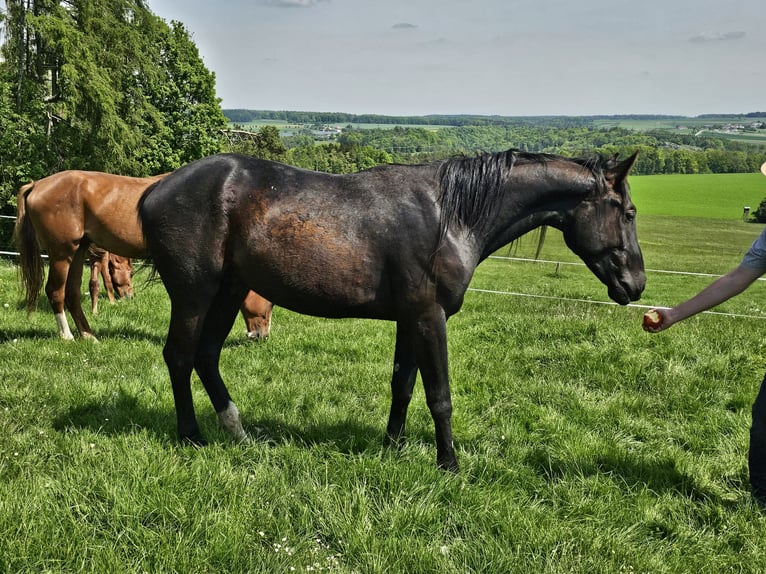 Cheval de sport allemand Hongre 2 Ans 164 cm Bai brun foncé in Solnhofen