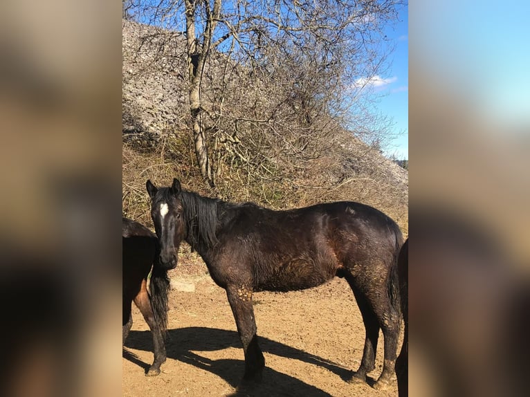 Cheval de sport allemand Hongre 2 Ans 164 cm Bai brun foncé in Solnhofen