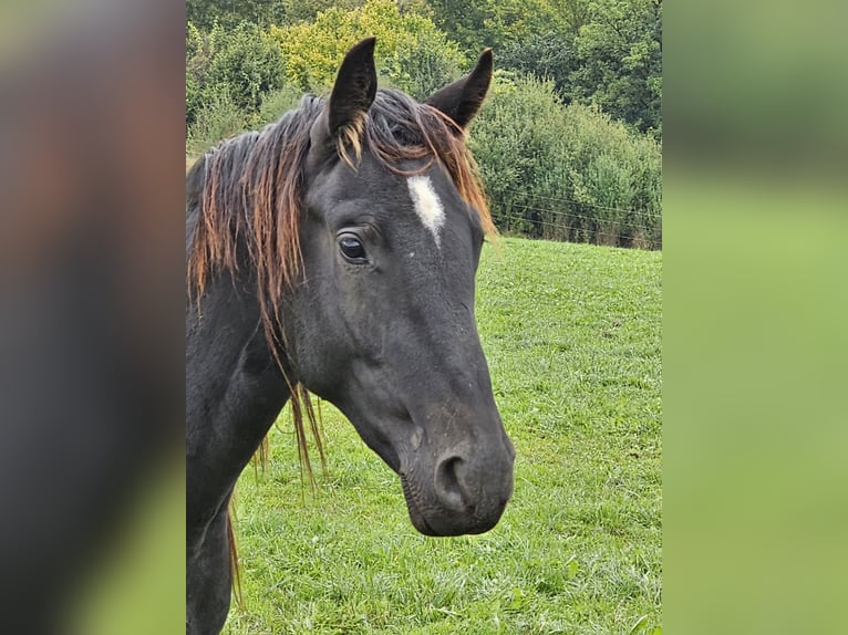 Cheval de sport allemand Hongre 2 Ans 164 cm Bai brun foncé in Solnhofen