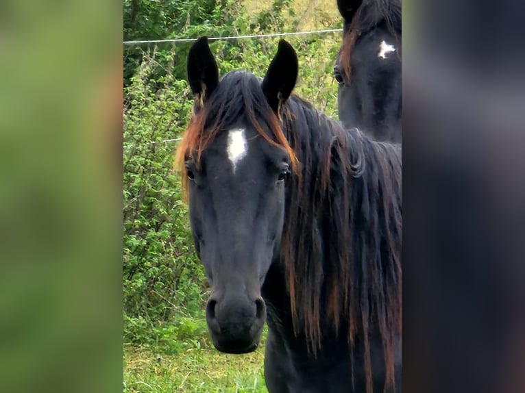 Cheval de sport allemand Hongre 2 Ans 164 cm Bai brun foncé in Solnhofen