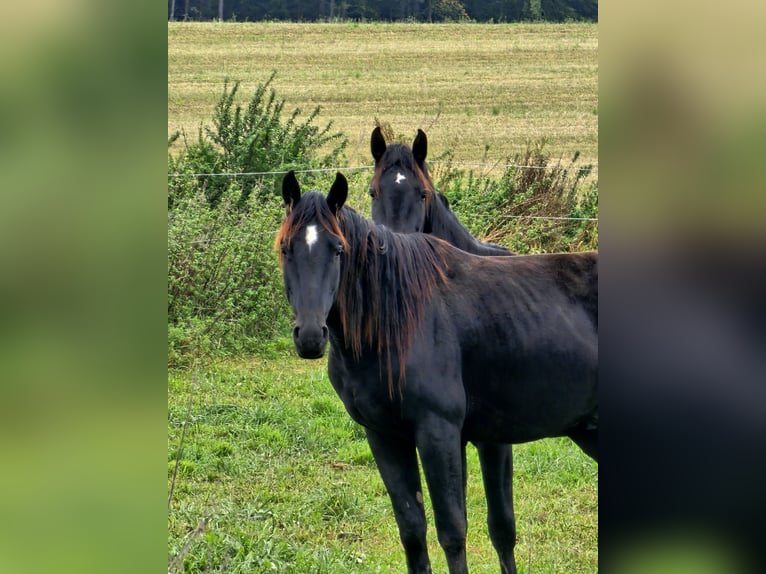 Cheval de sport allemand Hongre 2 Ans 164 cm Bai brun foncé in Solnhofen