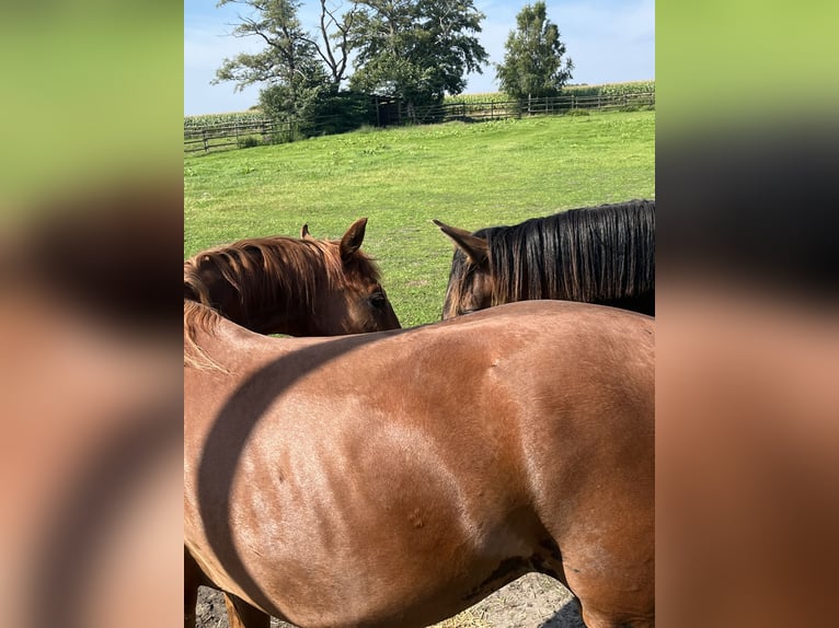 Cheval de sport allemand Hongre 2 Ans 165 cm Alezan in Rehburg-Loccum Münchehagen