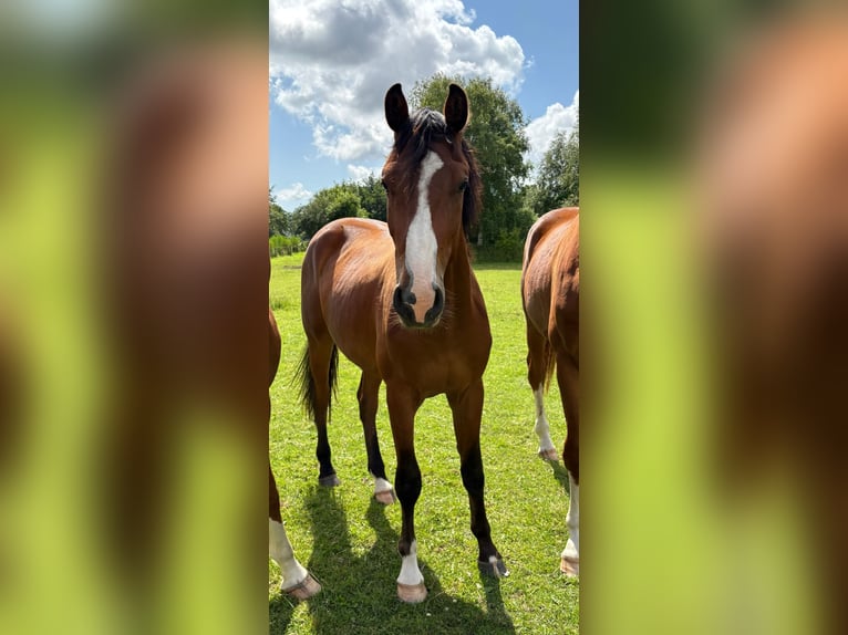 Cheval de sport allemand Hongre 2 Ans 166 cm Bai in Volsemenhusen