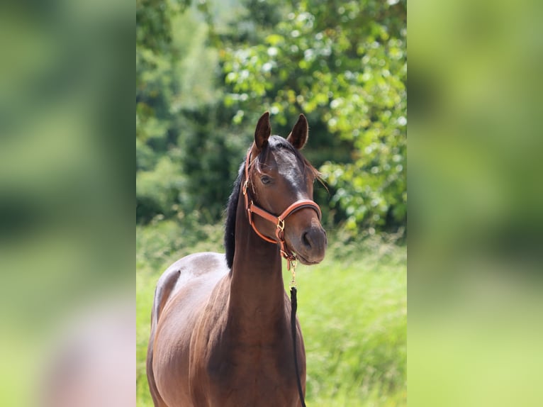 Cheval de sport allemand Hongre 2 Ans 167 cm Bai brun in Standenbühl