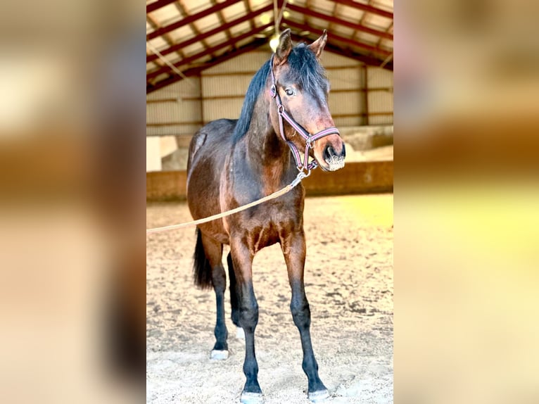 Cheval de sport allemand Hongre 2 Ans 168 cm Bai brun in Gollenberg