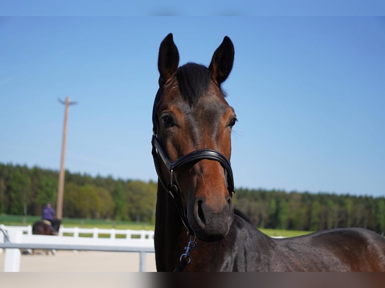 Cheval de sport allemand Hongre 2 Ans 169 cm Bai in Herrnhut