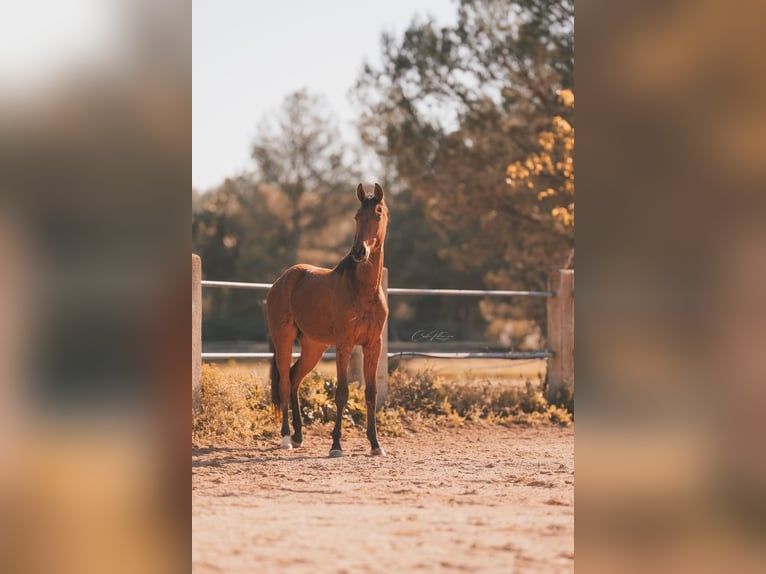 Cheval de sport allemand Hongre 2 Ans 169 cm Bai clair in Can Picafort