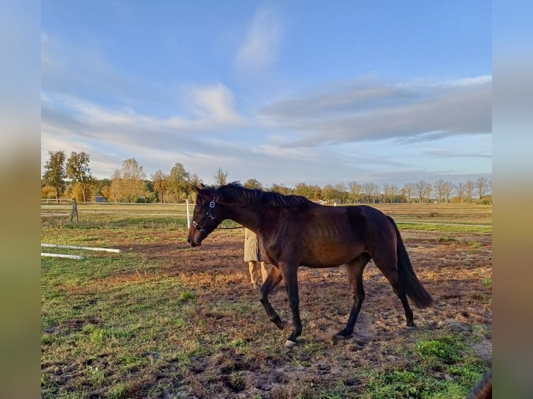 Cheval de sport allemand Hongre 2 Ans 170 cm Bai brun in Nassenheide Cheval de sport allemand Hongre 2 Ans 170 cm Bai brun in Nassenheide