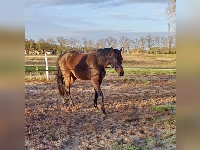 Cheval de sport allemand Hongre 2 Ans 170 cm Bai brun in Nassenheide Cheval de sport allemand Hongre 2 Ans 170 cm Bai brun in Nassenheide