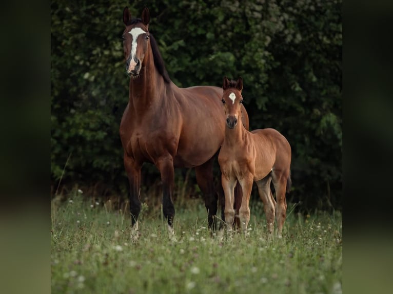 Cheval de sport allemand Hongre 2 Ans 172 cm Bai in Weichering