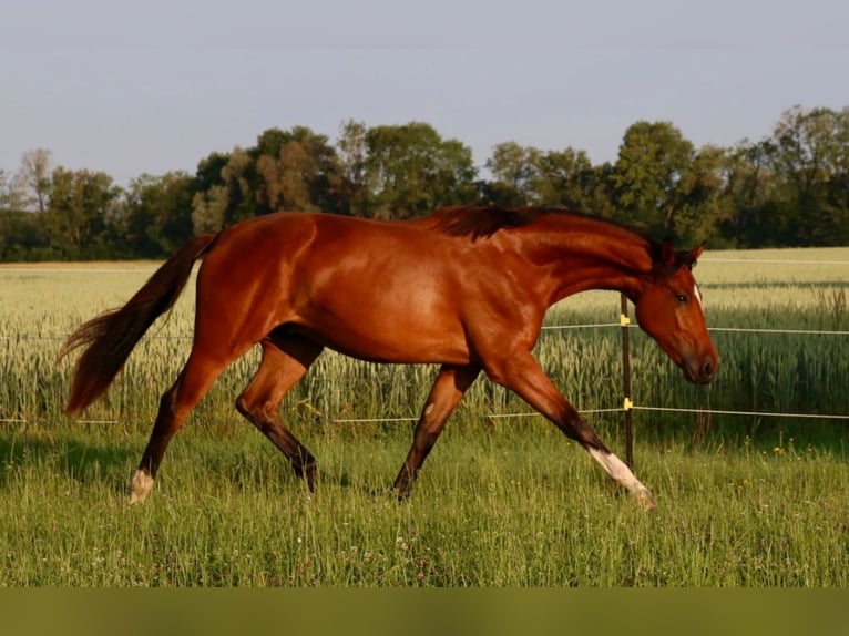 Cheval de sport allemand Hongre 2 Ans 172 cm Bai in Weichering