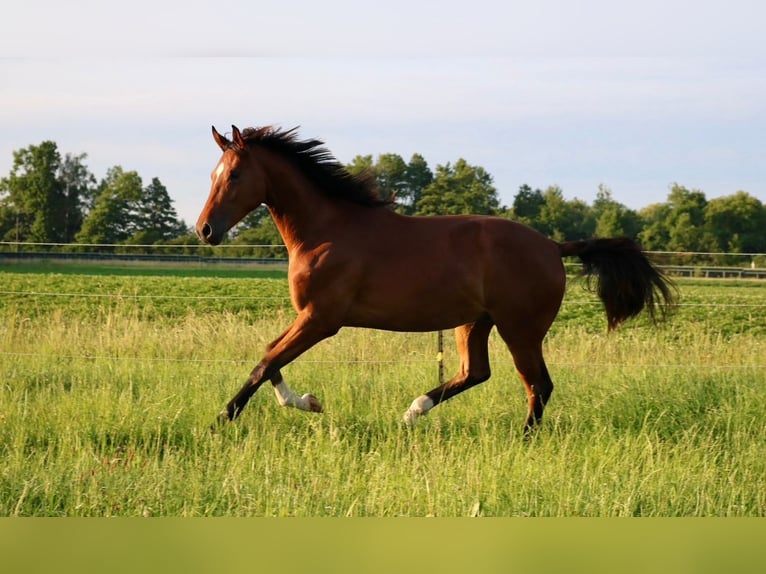 Cheval de sport allemand Hongre 2 Ans 172 cm Bai in Weichering