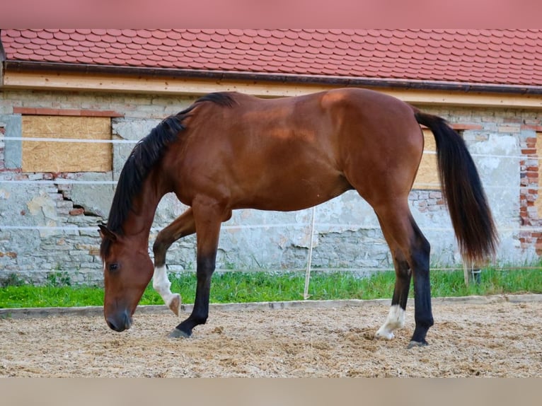 Cheval de sport allemand Hongre 2 Ans 172 cm Bai in Weichering