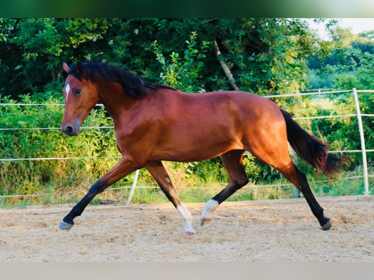Cheval de sport allemand Hongre 2 Ans 172 cm Bai in Weichering
