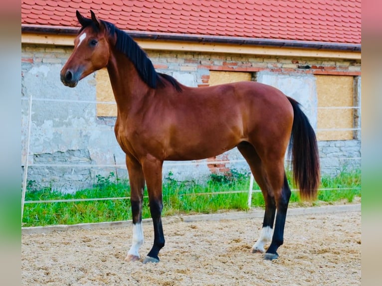 Cheval de sport allemand Hongre 2 Ans 172 cm Bai in Weichering
