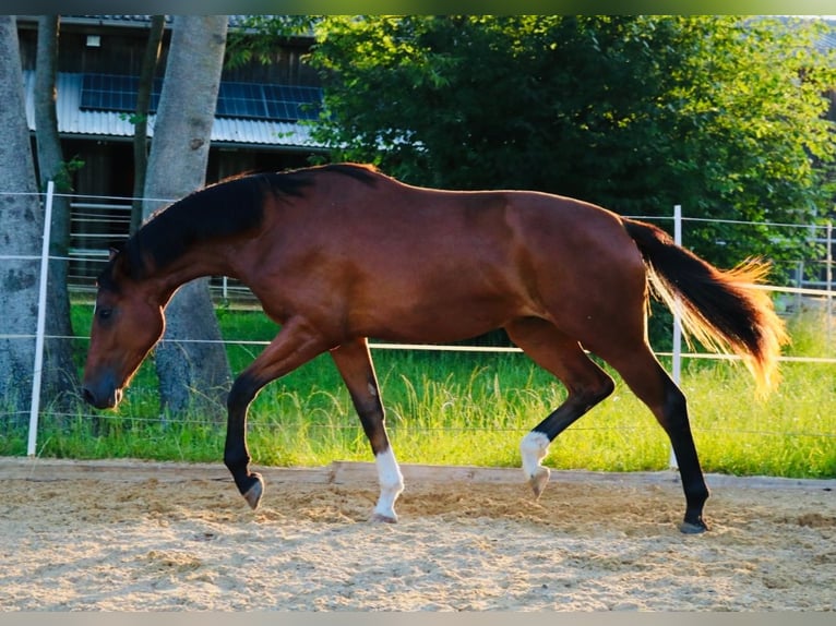 Cheval de sport allemand Hongre 2 Ans 172 cm Bai in Weichering