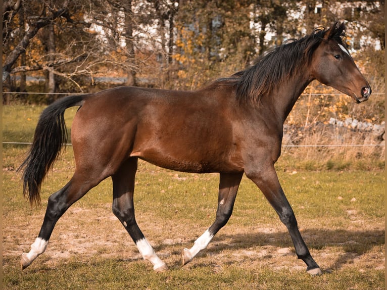 Cheval de sport allemand Hongre 2 Ans 175 cm Bai in Schönau-Berzdorf