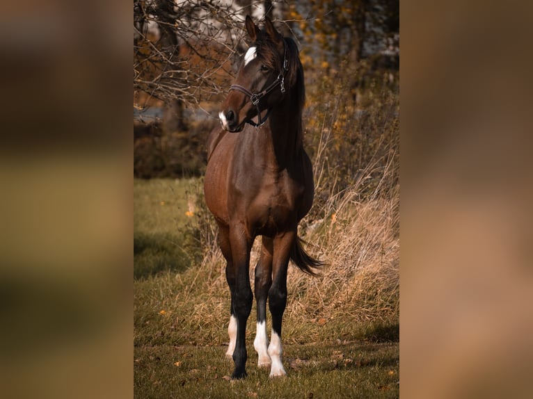 Cheval de sport allemand Hongre 2 Ans 175 cm Bai in Schönau-Berzdorf