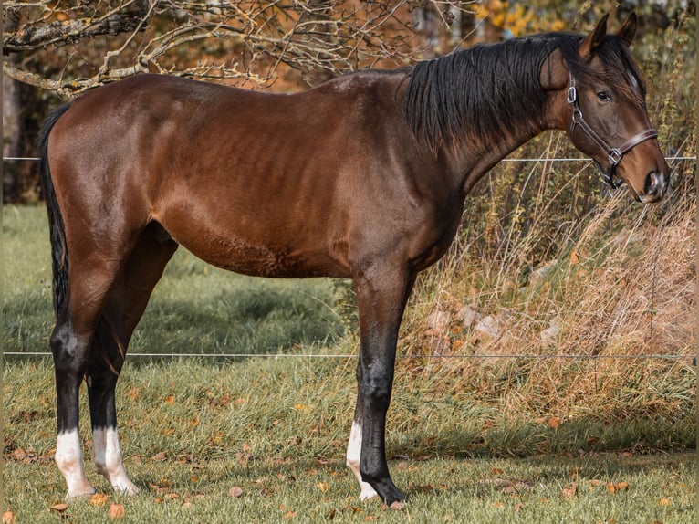 Cheval de sport allemand Hongre 2 Ans 175 cm Bai in Schönau-Berzdorf