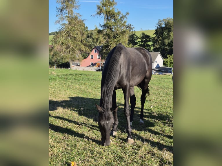 Cheval de sport allemand Hongre 2 Ans 175 cm Noir in Hainichen