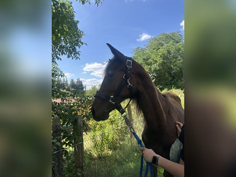 Cheval de sport allemand Hongre 2 Ans Bai brun in Amt Creuzburg