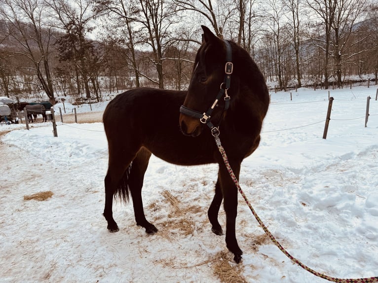 Cheval de sport allemand Hongre 2 Ans Bai brun in Amt Creuzburg