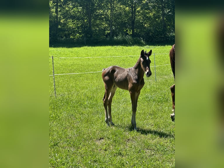 Cheval de sport allemand Hongre 2 Ans Bai brun in Amt Creuzburg