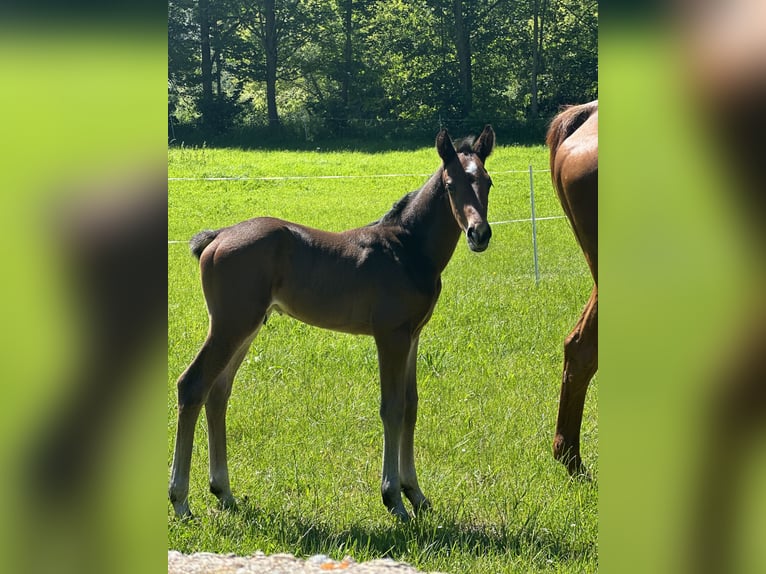 Cheval de sport allemand Hongre 2 Ans Bai brun in Amt Creuzburg