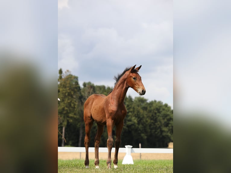 Cheval de sport allemand Hongre 2 Ans Bai brun in Postmünster